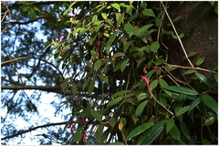 Aeschynanthus perrottetii